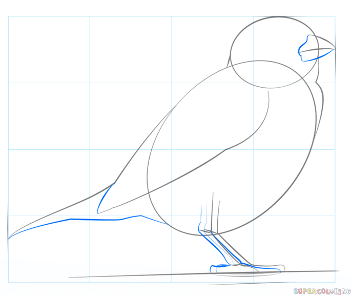cómo dibujar una paloma fácil