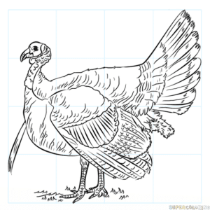 Cómo dibujar un pavo