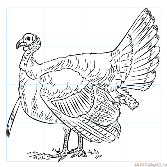 cómo dibujar un pavo