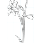 Cómo dibujar una flor de narciso