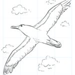 Cómo dibujar un albatros