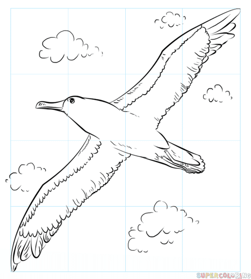 albatros dibujo facil