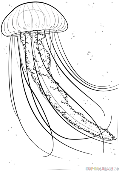 una medusa para dibujar
