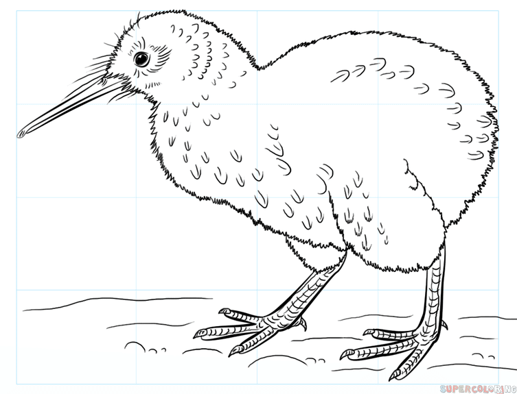 cómo dibujar un kiwi